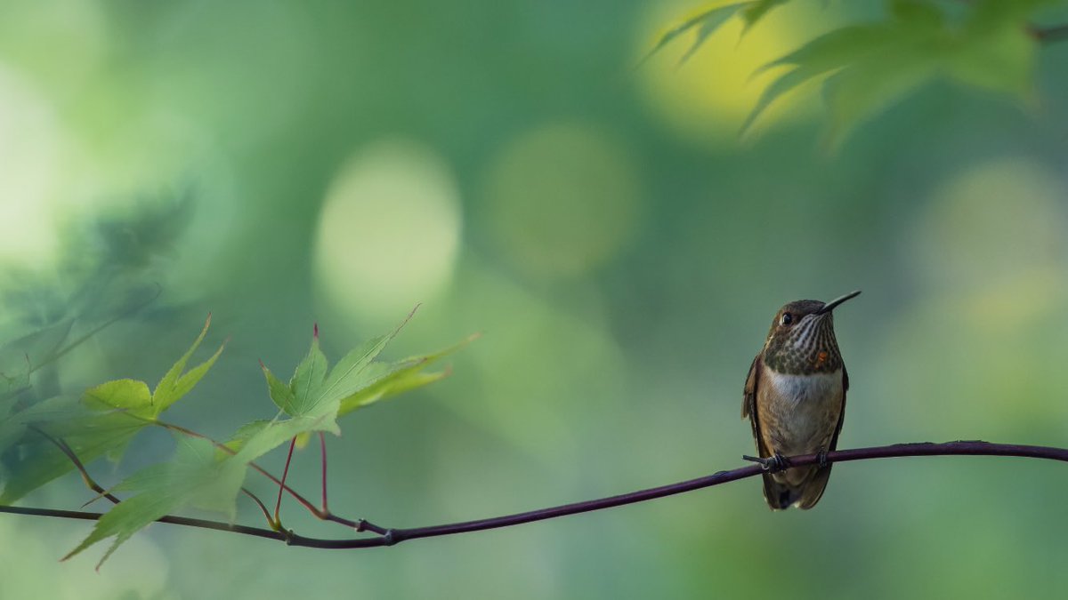 AndrewStrain's tweet photo. This little guy joined me on my patio for breakfast this morning.
#backyardbirding #explorbc https://t.co/rZZs7MNUEp
