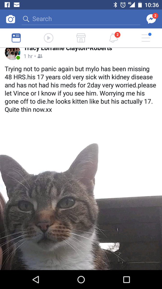 stanford_alison's tweet photo. #missingcat mylo has been missing since Thursday he needs urgent medication for kidney failure missing in #kelvedonhatch #broadmeadow area possibly #stockslane if you see him please contact myself or @tracyrobertsrob @PupstarGrooming #helpfindmylo #familypet https://t.co/Kzsi6gjKUb