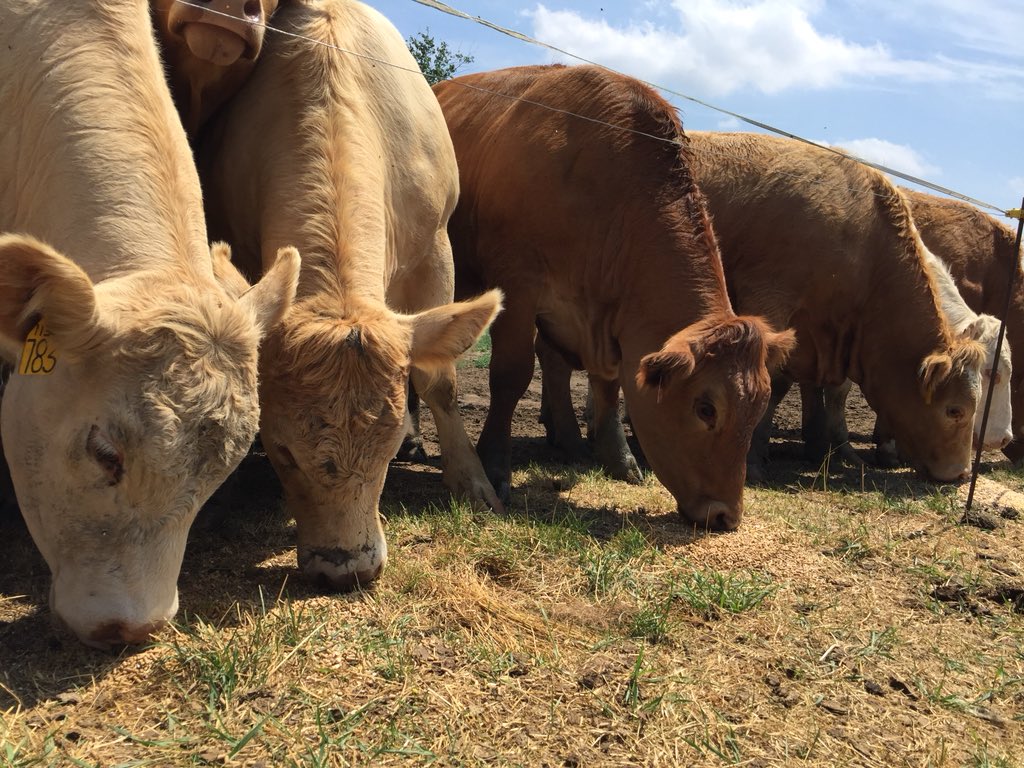 BeefFarmersON's tweet photo. Thanks Meredith Closs for offering an extended farm tour to our #BFOBYDP participants on her family farm just over the border in QB. #youngproducer #cdnbeef https://t.co/s5nzcSLc8v