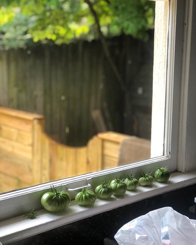tscarlisle's tweet photo. Storm damage at the tomato factory earlier in the week. Saved a few green boys to put on the windowsill and see if they ripen up. #heirloomtomatoes https://t.co/7dDVFOFzOA https://t.co/YwRuPFFxWU