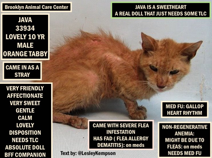Lesley Kempson-Marsh (@lesleykempson) on Twitter photo <a href="/PeterAskin1/">Peter Askin</a> JAVA MUST BE SAVED: MED URGENCY
LOVELY 10 YR BOY - BROUGHT IN AS A STRAY
ANEMIA, POSS DUE TO FAD, on meds NEEDS MED FU
GALLOP HEART RHYTHM - NEEDS MED FU
VERY FRIENDLY
AFFECTIONATE
VERY SWEET
GENTLE
CALM
LOVELY DISPOSITION
NEEDS TLC
ABSOLUTE DOLL
BFF COMPANION <a href="/PeterAskin1/">Peter Askin</a> JAVA MUST BE SAVED: MED URGENCY
LOVELY 10 YR BOY - BROUGHT IN AS A STRAY
ANEMIA, POSS DUE TO FAD, on meds NEEDS MED FU
GALLOP HEART RHYTHM - NEEDS MED FU
VERY FRIENDLY
AFFECTIONATE
VERY SWEET
GENTLE
CALM
LOVELY DISPOSITION
NEEDS TLC
ABSOLUTE DOLL
BFF COMPANION