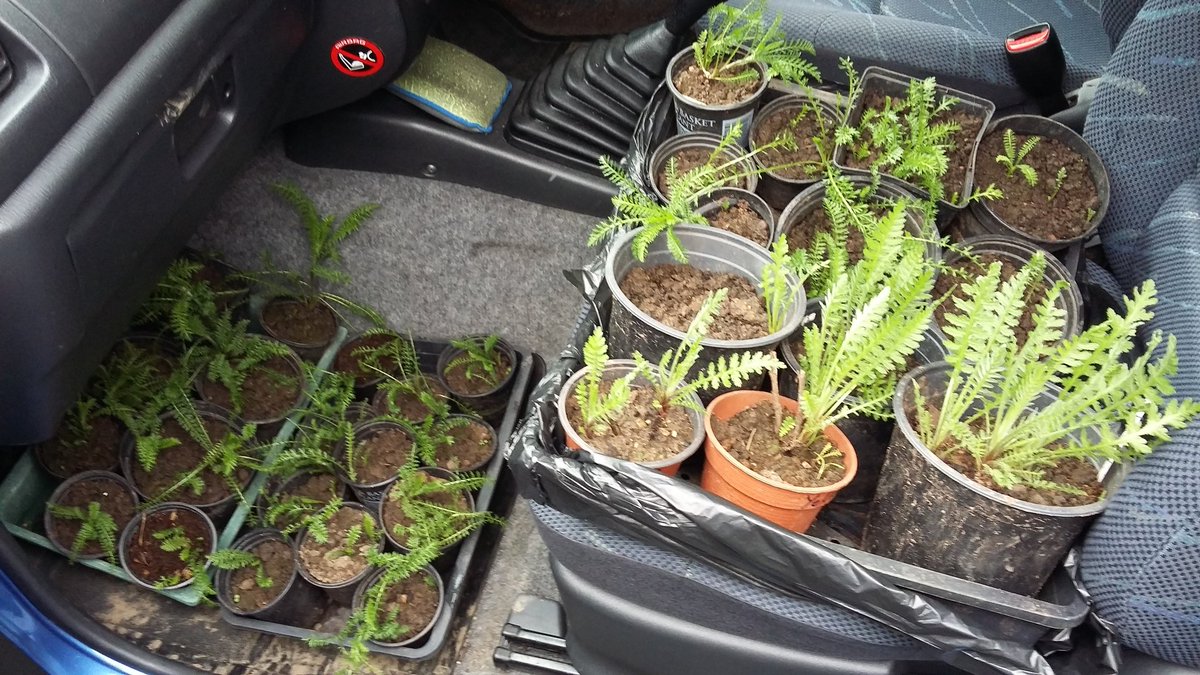 HOWInBloomers's tweet image. Feels like a long battle hard fought to get lavender &amp;amp; achillea/yarrow going during all rain &amp;amp; no sun, then the flip of all sun &amp;amp; no rain. But today all the little 'uns that filled a car months ago are suddenly looking so much bigger &amp;amp; blooming!