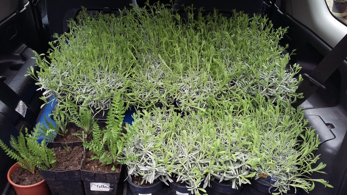 HOWInBloomers's tweet image. Feels like a long battle hard fought to get lavender &amp;amp; achillea/yarrow going during all rain &amp;amp; no sun, then the flip of all sun &amp;amp; no rain. But today all the little 'uns that filled a car months ago are suddenly looking so much bigger &amp;amp; blooming!