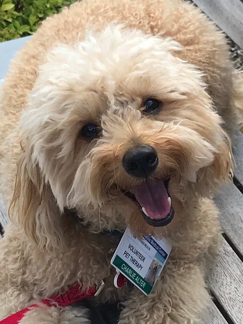 CharlieDogwin's tweet photo. @dog_rates I had my first therapy dog appointment at my local hospital today. I was exhausted by the end of the day, which I think means I did a good job. https://t.co/UWOH1hxwju