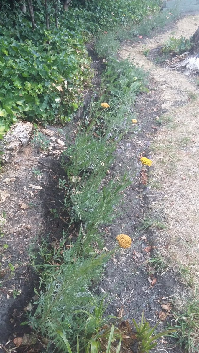 HOWInBloomers's tweet image. Feels like a long battle hard fought to get lavender &amp;amp; achillea/yarrow going during all rain &amp;amp; no sun, then the flip of all sun &amp;amp; no rain. But today all the little 'uns that filled a car months ago are suddenly looking so much bigger &amp;amp; blooming!