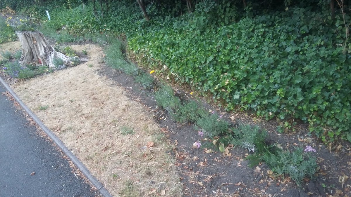 HOWInBloomers's tweet image. Feels like a long battle hard fought to get lavender &amp;amp; achillea/yarrow going during all rain &amp;amp; no sun, then the flip of all sun &amp;amp; no rain. But today all the little 'uns that filled a car months ago are suddenly looking so much bigger &amp;amp; blooming!