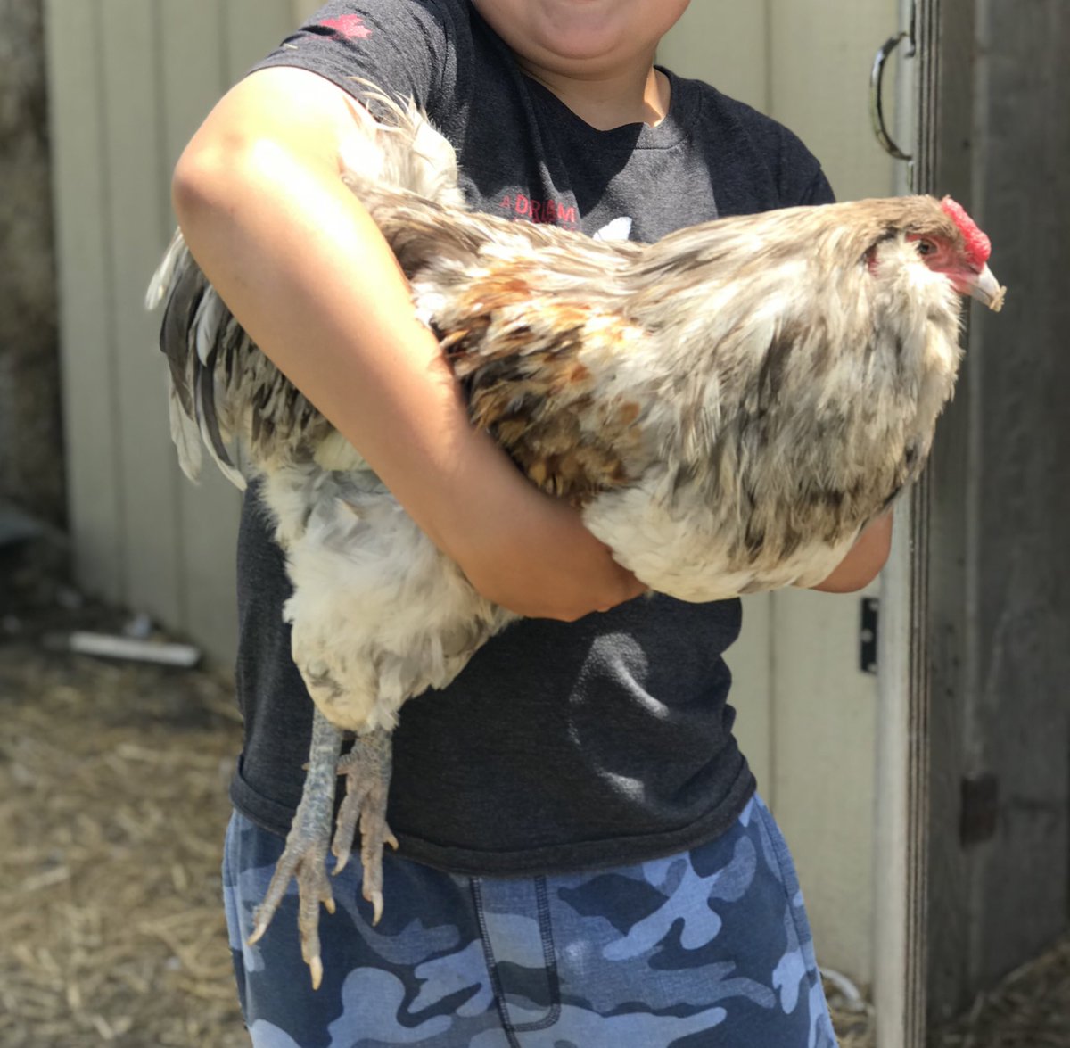 hinterlandhens's tweet image. It turns out our newest (&amp;amp; massive) rooster is also ridiculously docile.