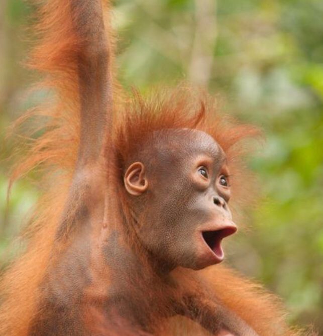tep_global's tweet photo. Current weekend mood 😏

The orangutan 
“Person of the jungle” 
• Possesses 32 teeth (same as humans)
• Travels any where from 50 meters to 1,000 meters in one day 
• Approximately one third do not have nails on their big toes https://t.co/D6otTt8D2W