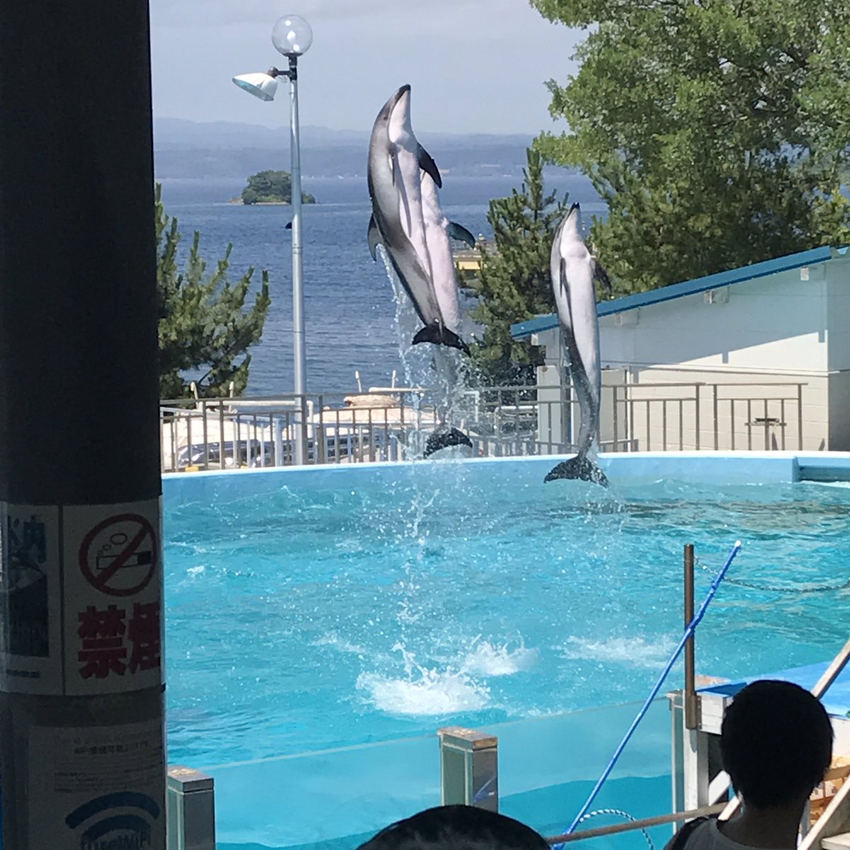 𝕽𝖊𝖎𝖓𝖆 おっぱい ずっと行きたくて仕方なかった のとじま水族館に 連れてってもらった W イルカショー見たの何十年ぶりやけど イルカ可愛いし 水族館好きやわ ཫ 海遊館と京都水族館とニフレルに 行きたい