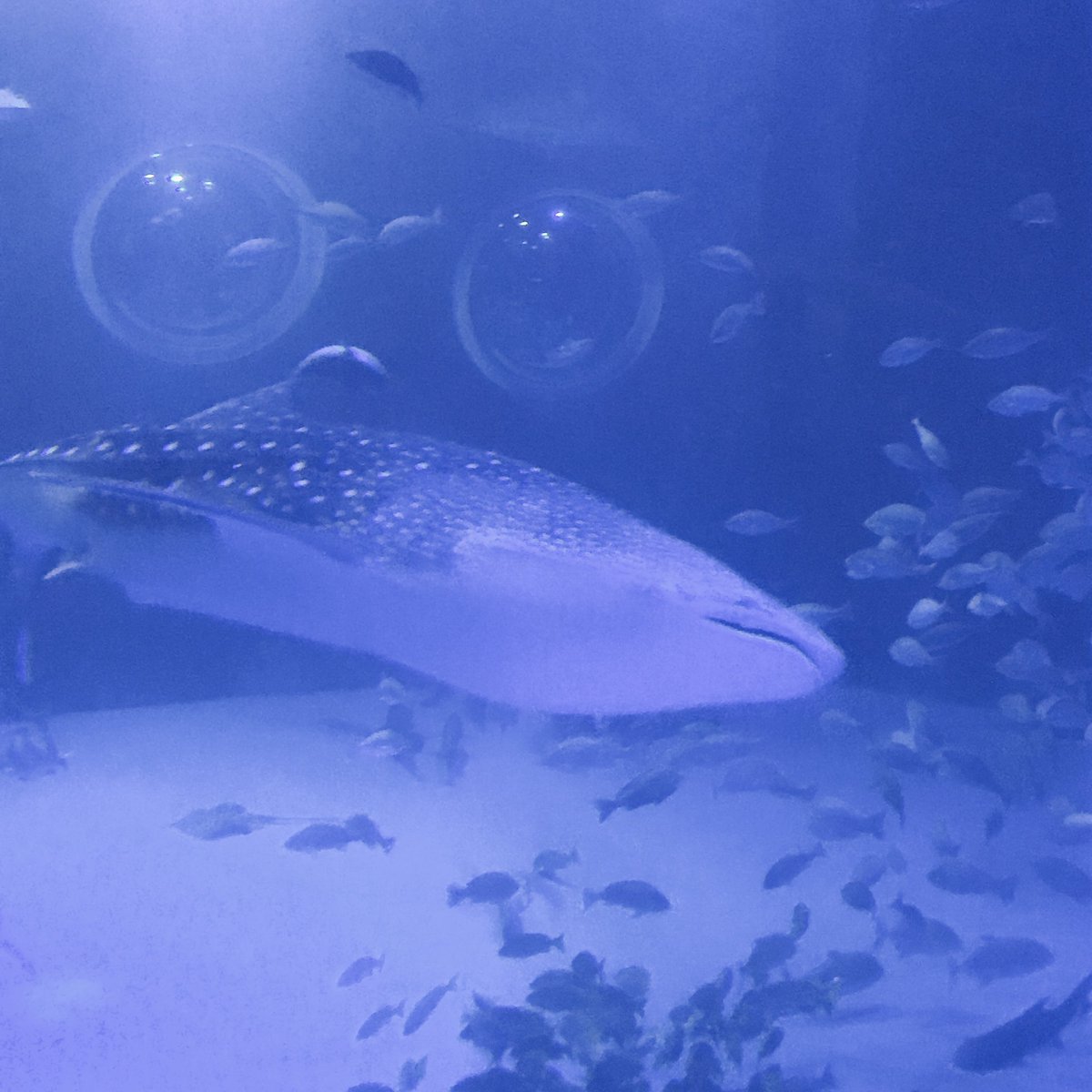 𝕽𝖊𝖎𝖓𝖆 おっぱい ずっと行きたくて仕方なかった のとじま水族館に 連れてってもらった W イルカショー見たの何十年ぶりやけど イルカ可愛いし 水族館好きやわ ཫ 海遊館と京都水族館とニフレルに 行きたい