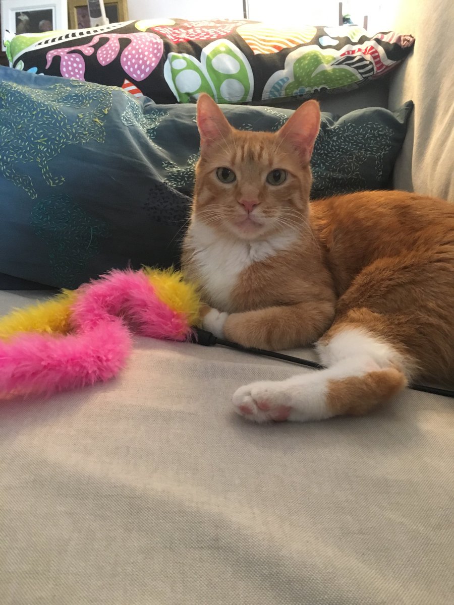 lemonthecat's tweet photo. Everything is as it should been the couch ❤️#caturday #cats #catsoftwitter #wobbly #catsofmontreal #catoclock https://t.co/43liq69K0P
