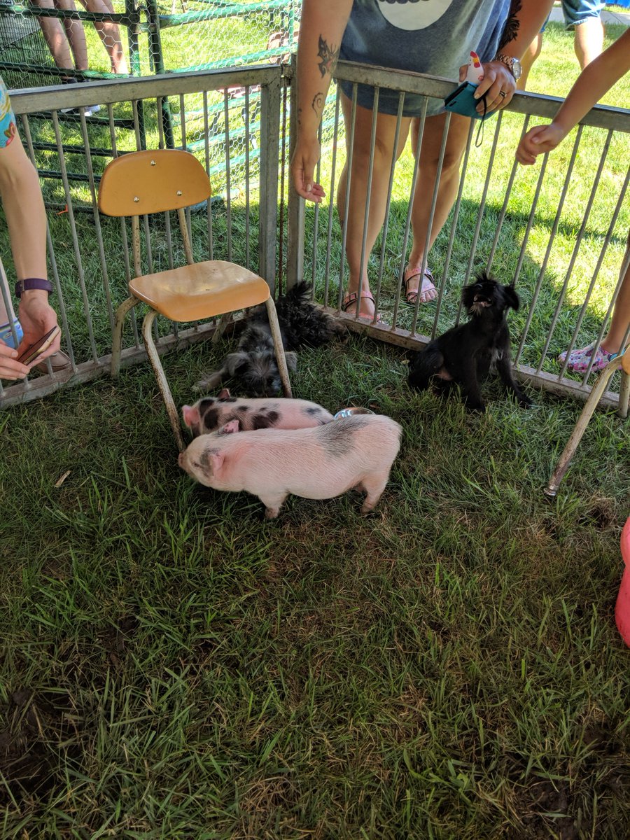 tcita's tweet photo. PUPPIES AND PIGLETS. #chickenshow https://t.co/GKqdJBHUgS