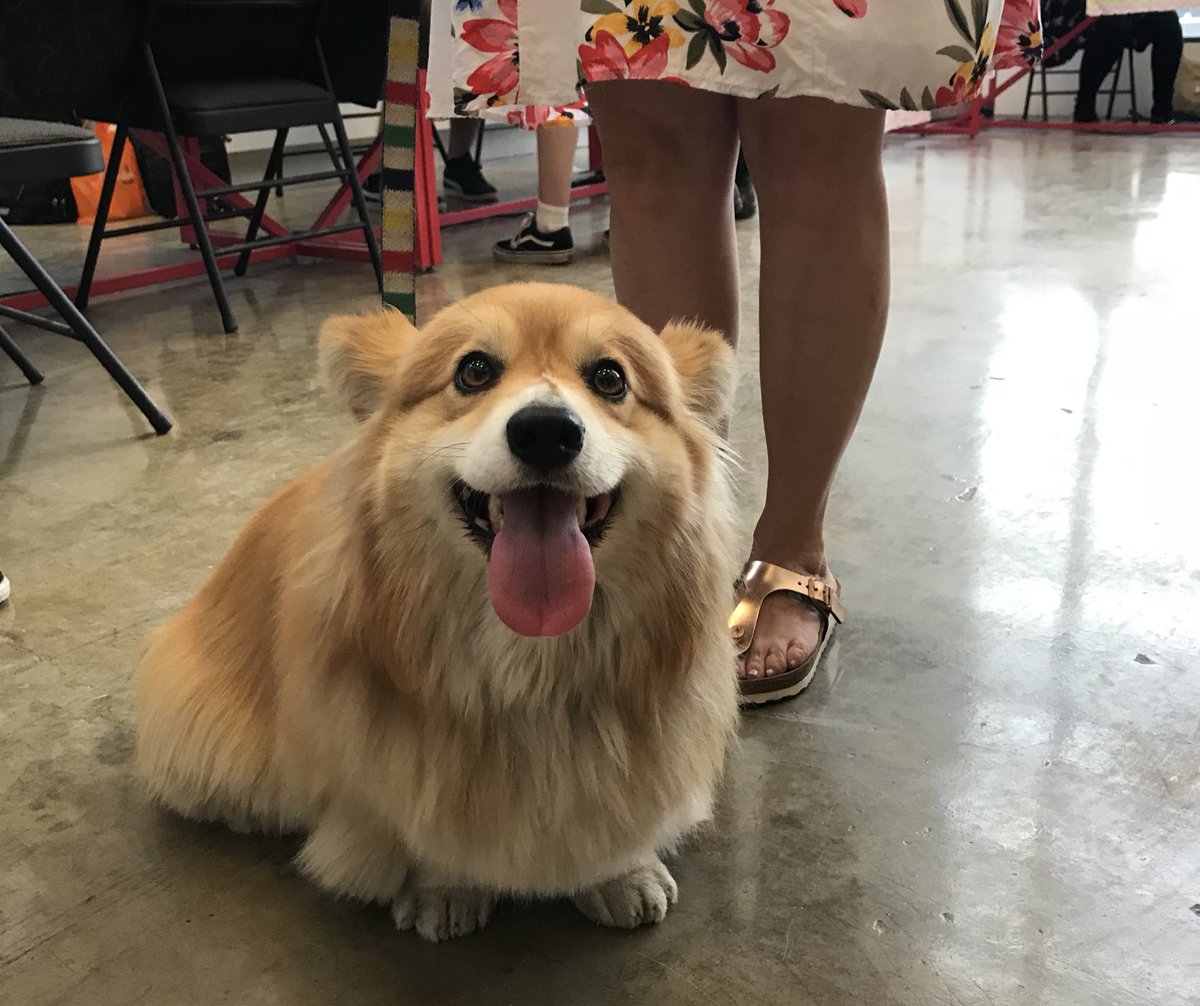 TerrorariumGame's tweet photo. This perfect angel (who belongs to @KelvinPutโs parents!) was one of our first #BitBazaarXYamiichi visitors today. <3 https://t.co/QlnwIX1mnP