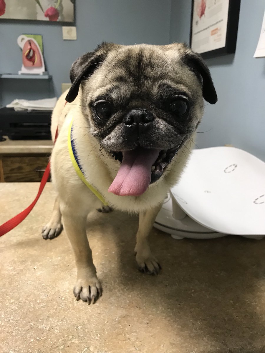 As much as Juniper hates the vet, she still smiled for the camera 😊 The root cause of her cough has still not been discovered, but we have ruled out heartworm, collapsed trachea, and cancer. She may need exploratory surgery, so donations are appreciated. #pugchat #adoptdontshop