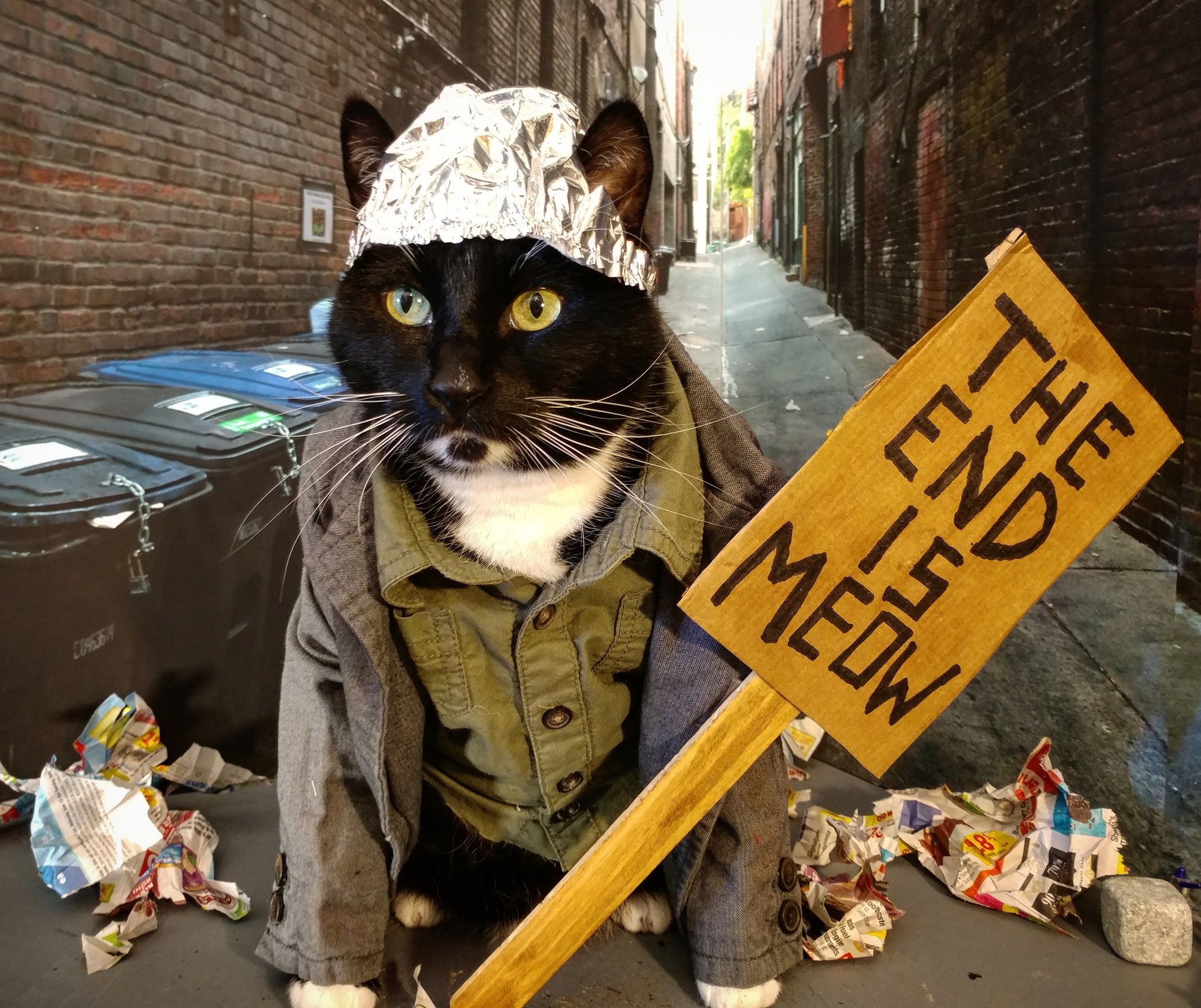 Cat Cosplay on Twitter: "Also a day late wishing @ArchieMcPhee a happy 35th  anniversary! Here's to many more years of zany cat accessories! (Tin Foil  Hat for Cats pictured) https://t.co/MMr1pKZyWb" / X