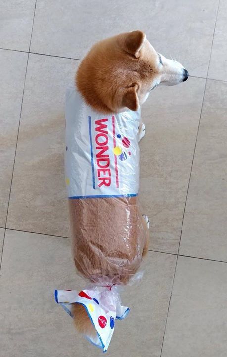 0LennyAndSid0's tweet photo. Use your loaf!!! 🐶😆 https://t.co/rjJeKeAjv2 https://t.co/NuDF4A2olh