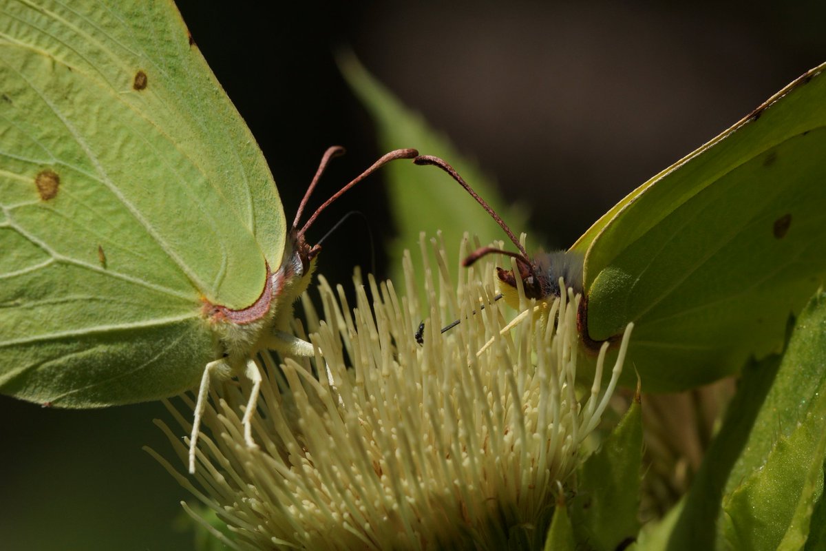 erik_schabel's tweet photo. Just two brothers drinking together 😋
Brimstones (Gonepteryx rhamni) feeding on a thistle 
#butterfly #schmetterling #nature #photography https://t.co/3EXGu07ERt