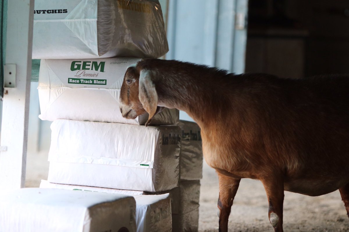 MikeMachowsky's tweet photo. Maggie is counting inventory before the ship to Del Mar. #Maggie #BarnGoats π https://t.co/i9k60ihYPT