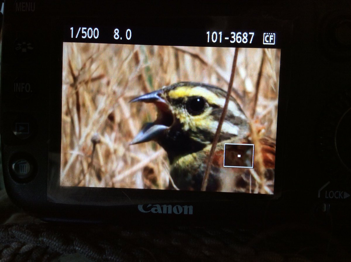 PaulThomas992's tweet photo. @MarkAvery @YoloBirder @McKenzie6593 @Red_eyed_Video @RSPBbirders @urbanbirder @Natures_Voice #springwatch2018 DEVON SIGHTINGS: Dipped on the Cirl Buntings but found this cracking hen Northern Yellowhammer ovaries-deep in a freshly harvested field near Gara Rock #WhatAPrivilege! https://t.co/rHBc6aN12u