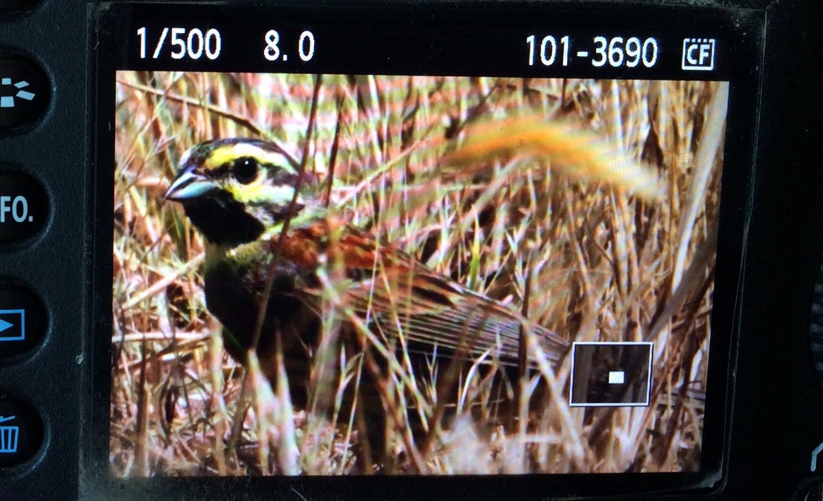 PaulThomas992's tweet photo. @MarkAvery @YoloBirder @McKenzie6593 @Red_eyed_Video @RSPBbirders @urbanbirder @Natures_Voice #springwatch2018 DEVON SIGHTINGS: Dipped on the Cirl Buntings but found this cracking hen Northern Yellowhammer ovaries-deep in a freshly harvested field near Gara Rock #WhatAPrivilege! https://t.co/rHBc6aN12u