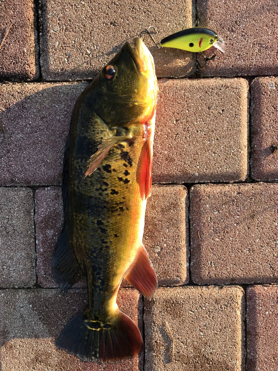 GMR_NYGFAN's tweet image. Took some time off.  But finally back at it again. That square bill crank bait by Strike King made me a believer today. But got a couple with my Jacks and Nextgen baits. #nextgen #jackslures #strikekingbaits #kvd #gmanfishin #gofishin