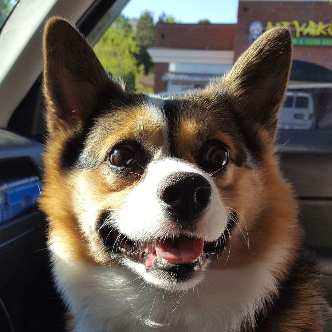 Winston_Corgi's tweet photo. Such a happy pup #happycorgi #corgismile #igotthatsummertime #summertimecutness #corgi #corgisofinstagam #corgisgnnacorg https://t.co/1OCAVTyJT6
