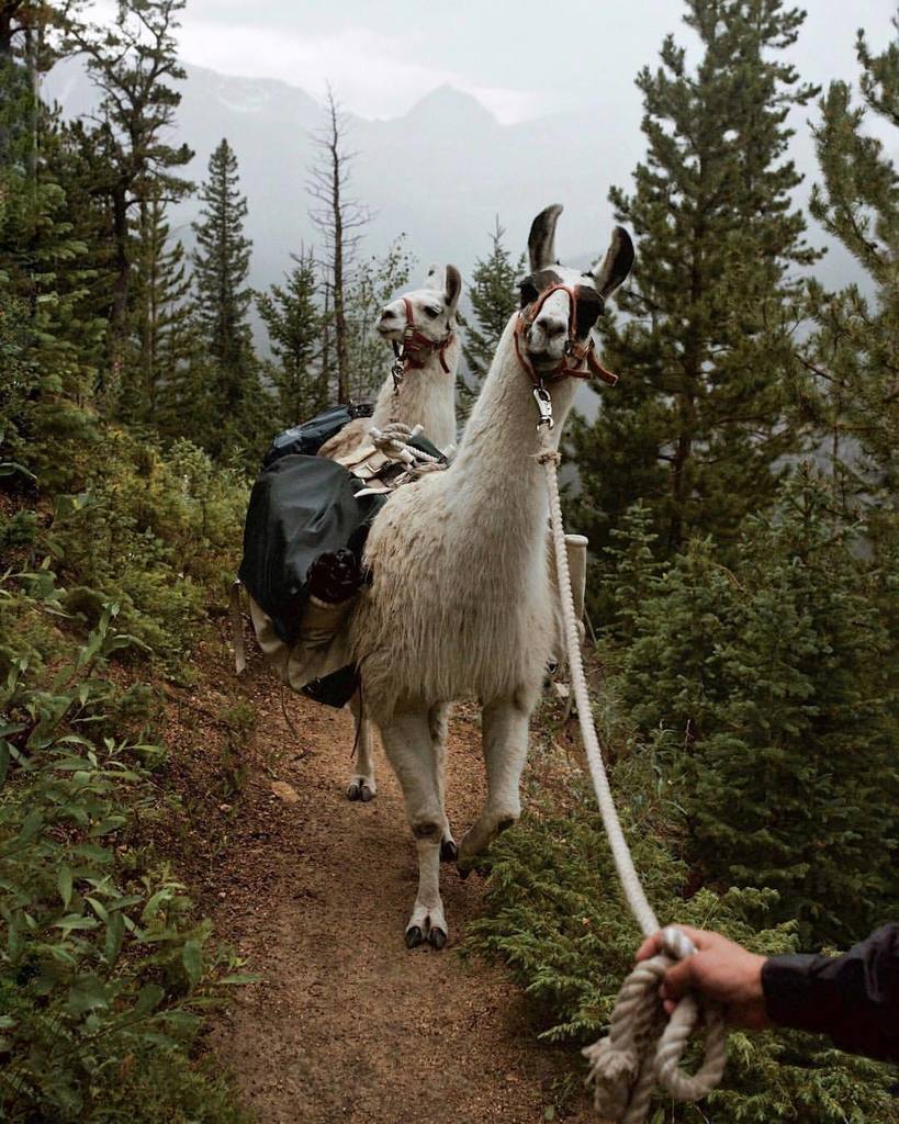 tannerwendell's tweet photo. Thunderstorm. Calypso ridge. Rocky Mountain National Park. Colorado. We went on a super beautiful hike on the Calypso ridge and our new llama friends carried our gear up the mountain!
@visitcolorado #visitcolorado #coloradolive #spnsr (at Rocky Mountain National Park) https://t.co/T3ODwBgzqM
