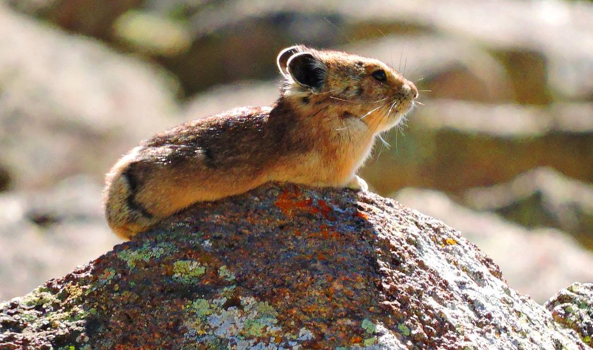 Pika, pika! These small rodent-like mammals can be spotted in rocky