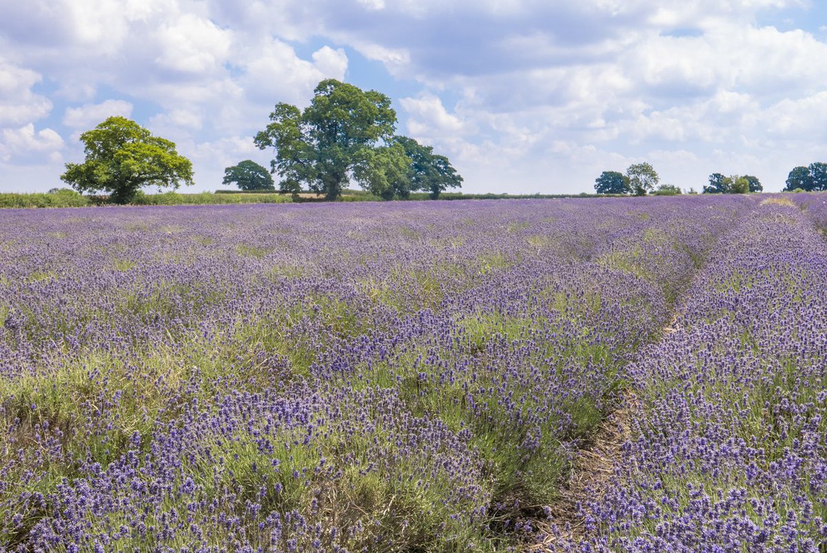 G0FUW's tweet photo. Trying new compact Lumix LX100 with some Somerset Lavender. https://t.co/kFwTEczXTa