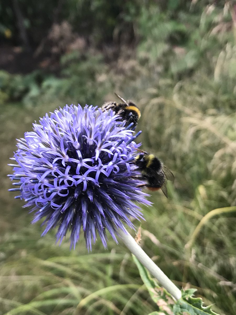 LandscapePersp1's tweet photo. Banded white tailed bumblebee and red tailed bumble bee on my thistles in the garden #newiphone https://t.co/5GAECajGEu