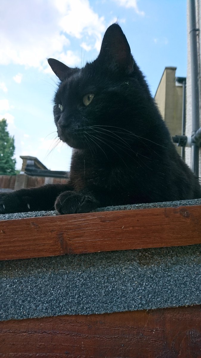 Mimicking Twitter: the place where your cat will be drawn Mimicking Twitter: the place where your cat will be drawn