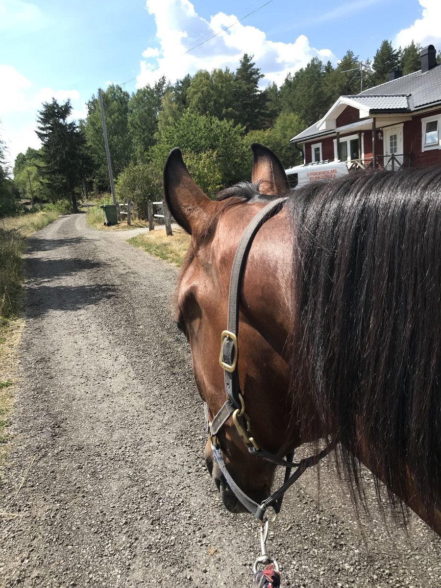 anneliealmgren's tweet photo. Blixten promenerar pΓ₯ #likelighting πβ€οΈ https://t.co/dmDnSGOZHc