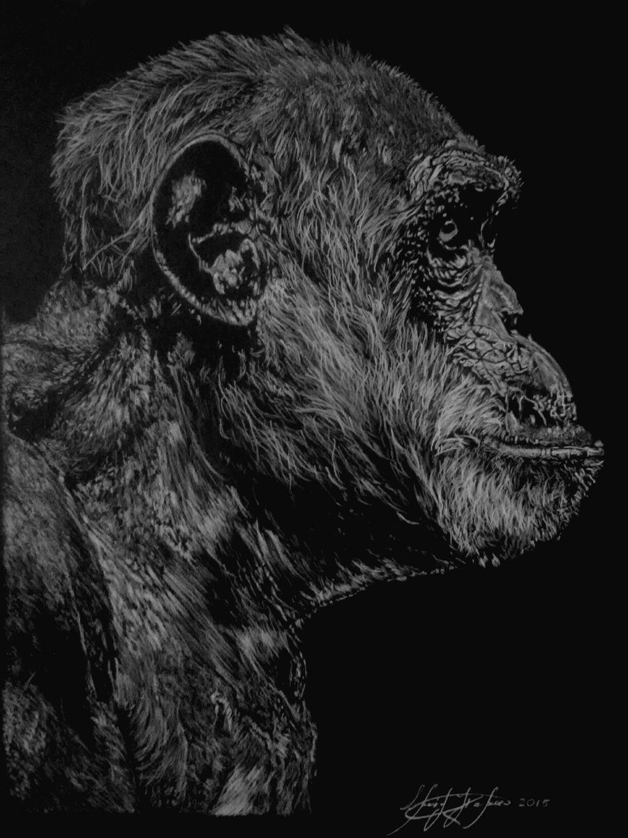 sherif_hakeem's tweet photo. Hand drawn hyper-realistic chimp profile portrait. This was my first portrait of a chimp I ever drew and it turned out absolutely beautifully. I hope my artwork can raise much need awareness. Thank you @JaneGoodallInst #wcdartcontest #worldchimpanzeeday #projectprimate https://t.co/9YXG5jC8uf