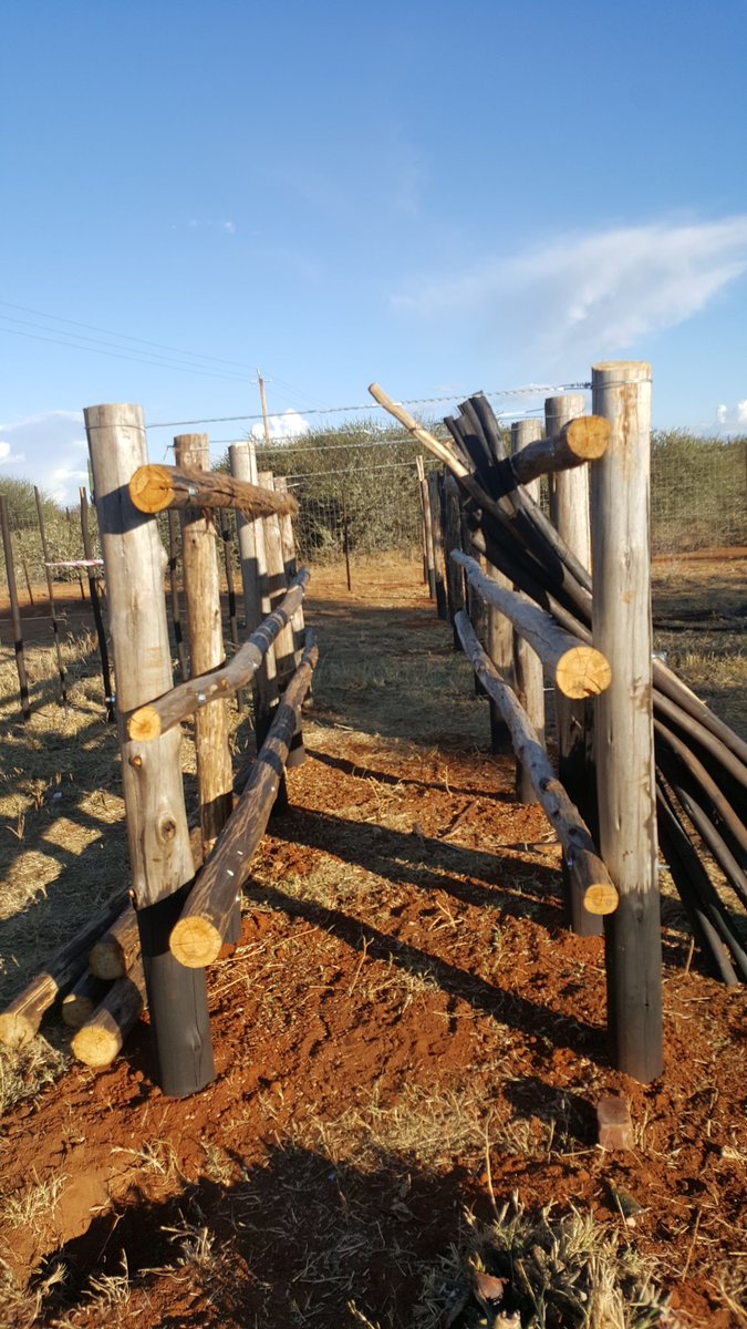 All in a day's work!
Cattle business...
Lessons from the elders!!