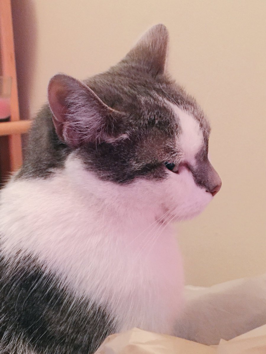 GeneralCattis's tweet image. No, I’m not ignoring you. I’m simply permitting you the opportunity to reflect upon the wisdom of expecting me to move. Not very wise, is it?
#NotMoving
#Caturday