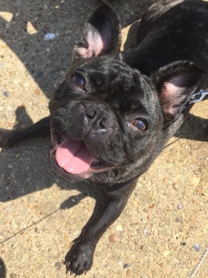 Tailofthegrange's tweet photo. Buy Tails of The Grange for your kids today direct from Amazon and give them an incite into what really happens when you drop your beloved doggy off at day care! #frug #tailsofthegrange #doggy #frenchie #kidsbook #pugs https://t.co/QvOJH6bqVB