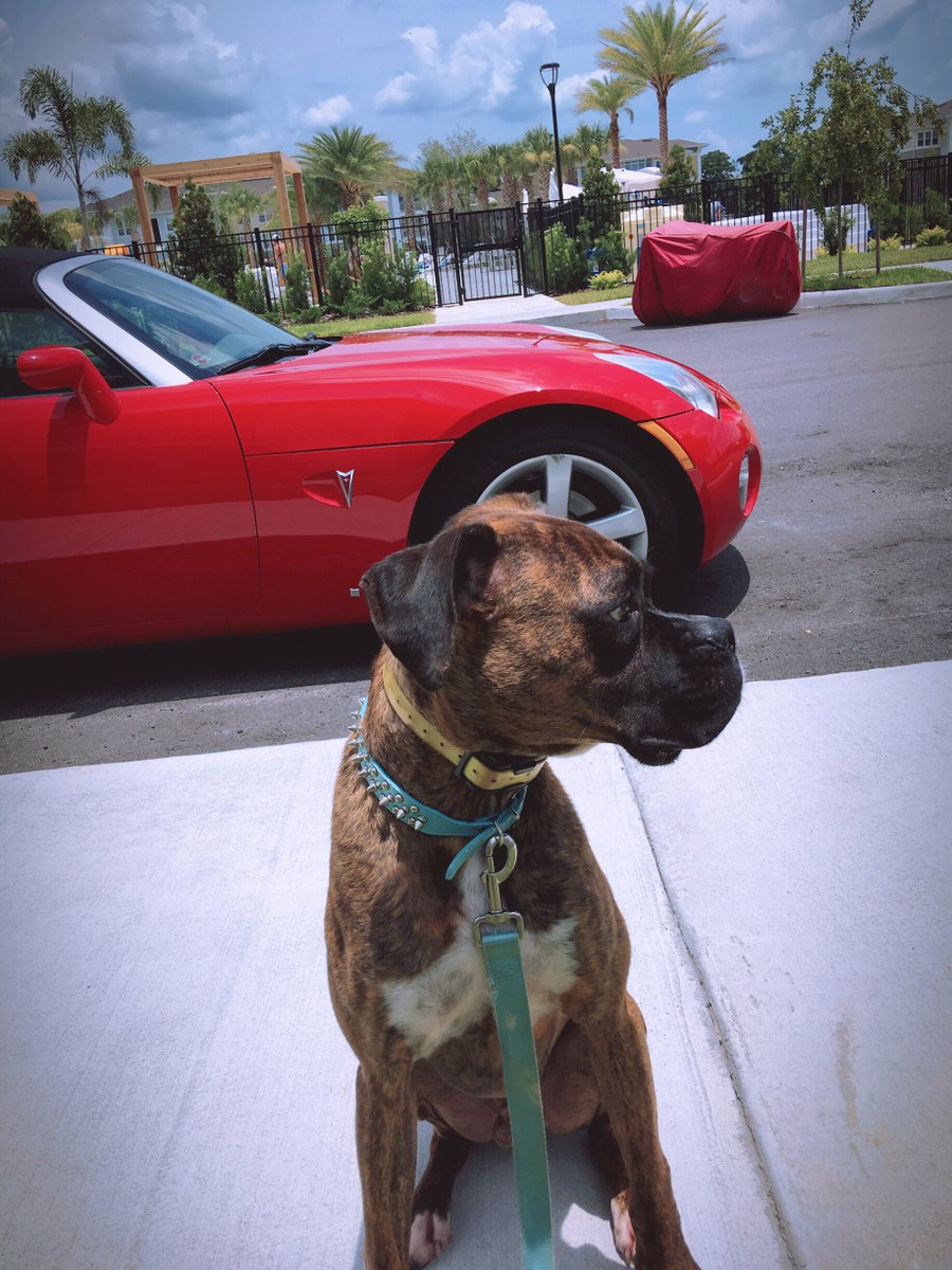 mrsharlowbunny's tweet photo. He's a big deal in the hood. #FloridaDog #Brusier #dogsoftwitter #dogsofinstagram https://t.co/iJY3ZKmN5H