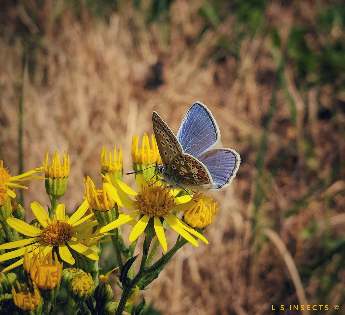 QualityLindsey's tweet photo. Verge #Butterflies Common Blue & Small White - Small Skipper seen too but it was too quick for a photo! There were wild flowers a plenty as seen here Field Scabious & Ragwort! #WeWantWildlife #RoadsideWildlife #SaveOurVerges #Yorkshire π¦ππ¦ https://t.co/j4HmlQQdVX