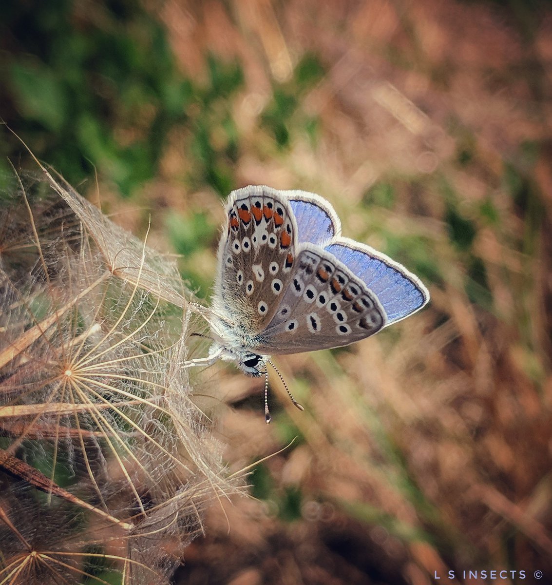 QualityLindsey's tweet photo. Verge #Butterflies Common Blue & Small White - Small Skipper seen too but it was too quick for a photo! There were wild flowers a plenty as seen here Field Scabious & Ragwort! #WeWantWildlife #RoadsideWildlife #SaveOurVerges #Yorkshire π¦ππ¦ https://t.co/j4HmlQQdVX