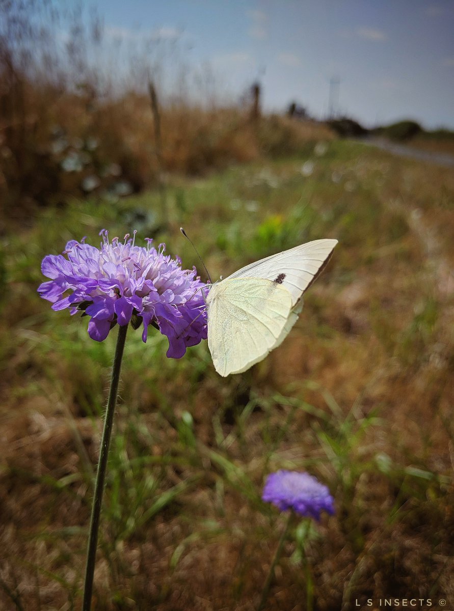 QualityLindsey's tweet photo. Verge #Butterflies Common Blue & Small White - Small Skipper seen too but it was too quick for a photo! There were wild flowers a plenty as seen here Field Scabious & Ragwort! #WeWantWildlife #RoadsideWildlife #SaveOurVerges #Yorkshire π¦ππ¦ https://t.co/j4HmlQQdVX