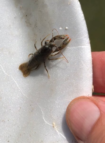 ChasingCarpTail's tweet photo. Beautiful day for Golden Ghost Hunting in the Mile High City. This dude foraging the mud for little olive crawdaddy’s...busted.
#FlyFishing #FlyFishingForCarp #CarpOnTheFly #CarpFishing #Carpy #LeechOnTheBeach #GhostHuntersFlyFishing #SuckMyFly https://t.co/blDXEwcuua
