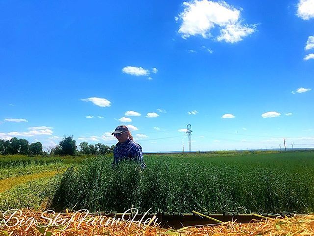 bigskyfarmher's tweet photo. Some days haying season is fun. This was a few days ago, cutting chest high (I’m 5’10”) hay barley/oats/peas forage mix. #montanamoment #bigskycountry #montanalife #montana #farmher #femalefarmerproject #agchat #farmlife #grow18 #hayingseason #bestofmont… https://t.co/VGZbKTqtik https://t.co/V1yiEbzsOC