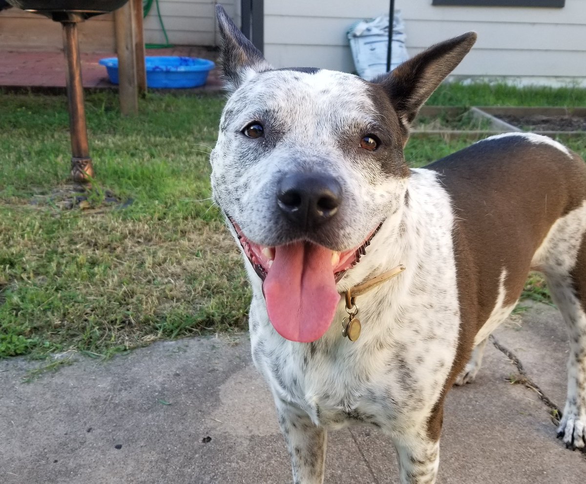 EdsSnoCones's tweet photo. Harper is an ambassador for Ed's! She says to grab a delicious snow cone, throw on some cute shades, and don't forget the sunscreen. Dogs are so smart. And always welcome at Ed's! #adoptdontshop #rescuepuppies #summerbuds #puppylove #coldtreats #EdsSnoCones https://t.co/nd4V5PdvSp