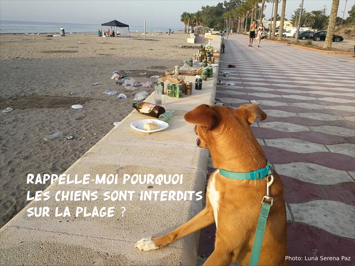 HUMOUR : Raison de ne pas admettre un chien sur une plage ? DiFcgHkX4AEYLHv
