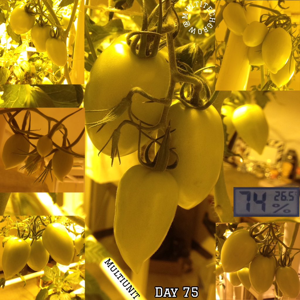 MultiTekSystem's tweet photo. #mejorarelcampo
#hydroponicsystem #greenery #greenthumb #tomato #cool #plantsofinstagram #plantaddict #plantaddiction #hydroponicheaven #hydroponics #green #upcycling #recycle #multiteksystems #multitechgrow #multiunit #agriculture #mexico #kindergardens #expoceres #2018 https://t.co/GEiH24v9yf