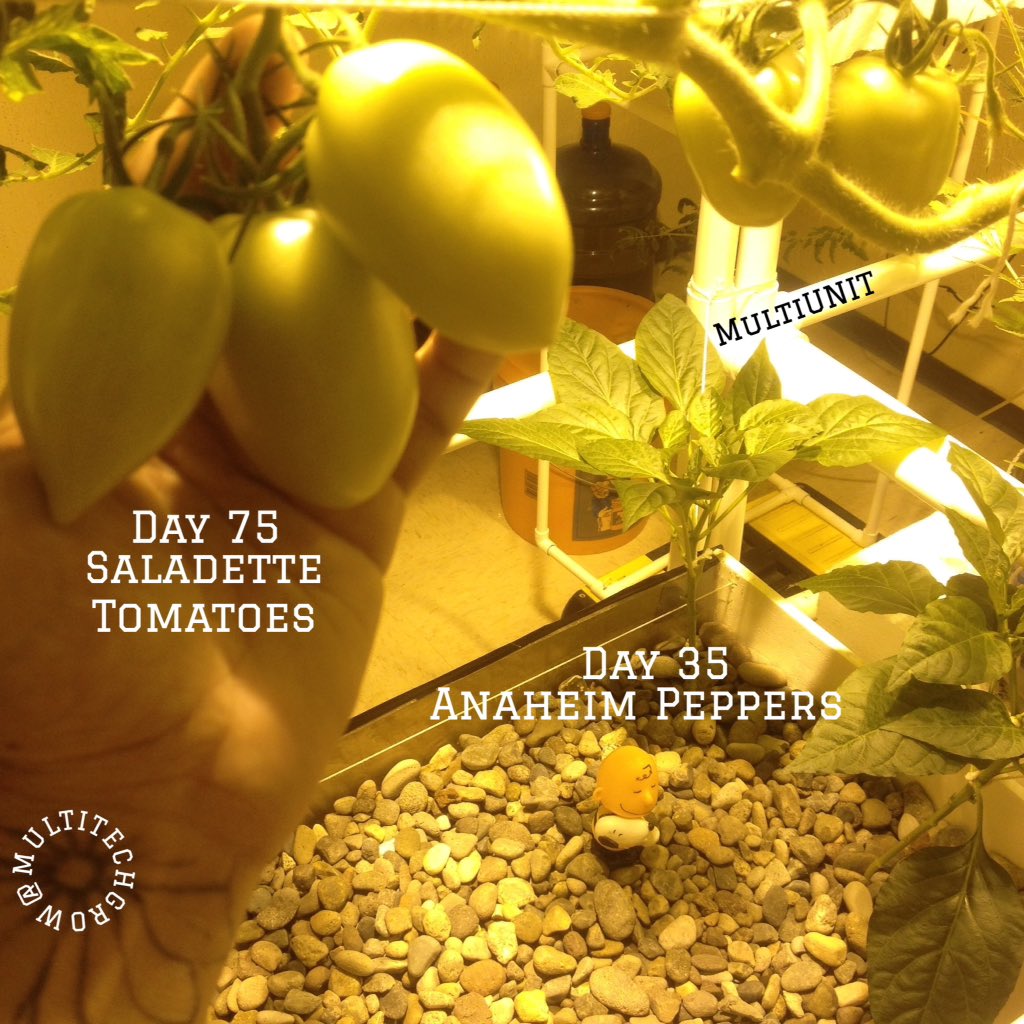 MultiTekSystem's tweet photo. #mejorarelcampo
#hydroponicsystem #greenery #greenthumb #tomato #cool #plantsofinstagram #plantaddict #plantaddiction #hydroponicheaven #hydroponics #green #upcycling #recycle #multiteksystems #multitechgrow #multiunit #agriculture #mexico #kindergardens #expoceres #2018 https://t.co/GEiH24v9yf