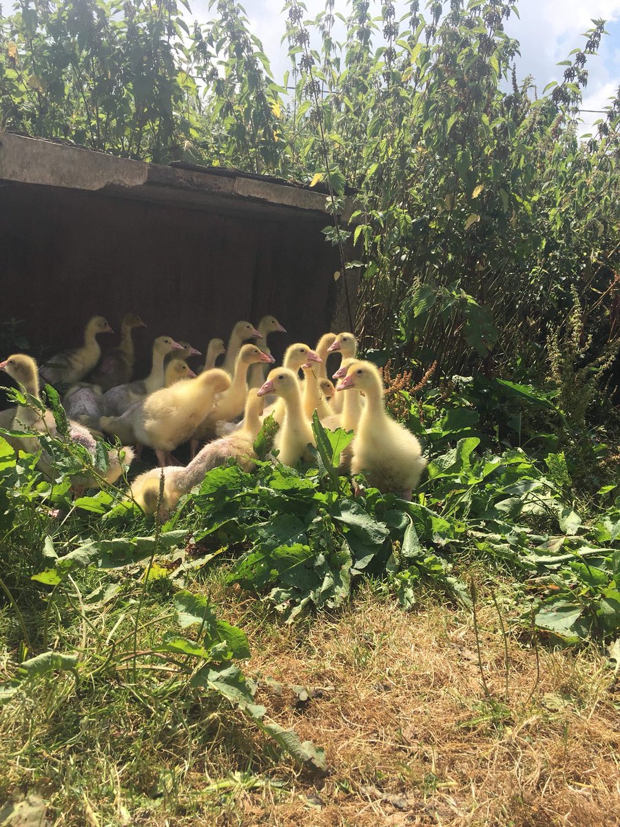 Turkeyfarming7's tweet photo. The geese are now out free ranging and loving this sunshine. So nice to see them waddling around the orchard and generally bullying the dog. #geese #freetorange #summertime https://t.co/mj454sBBjj