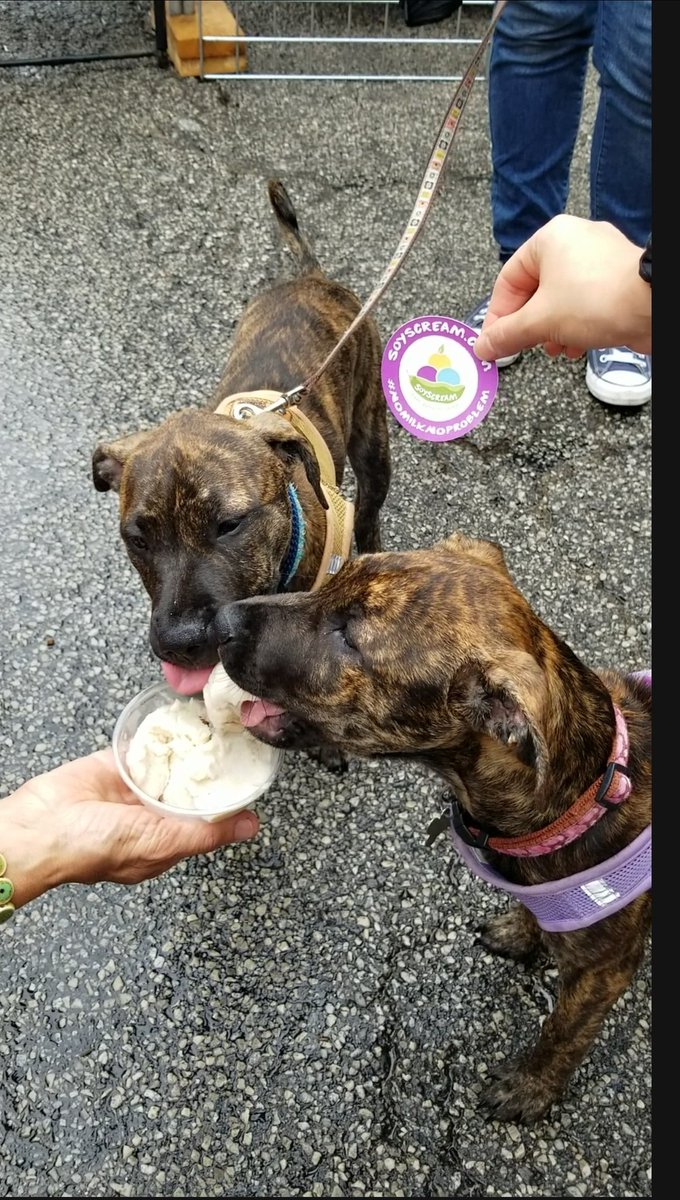SoyScream's tweet photo. Don't fight over it! #SoyScream #NoMilkNoProblem #aliverescue https://t.co/nTxynco7fP