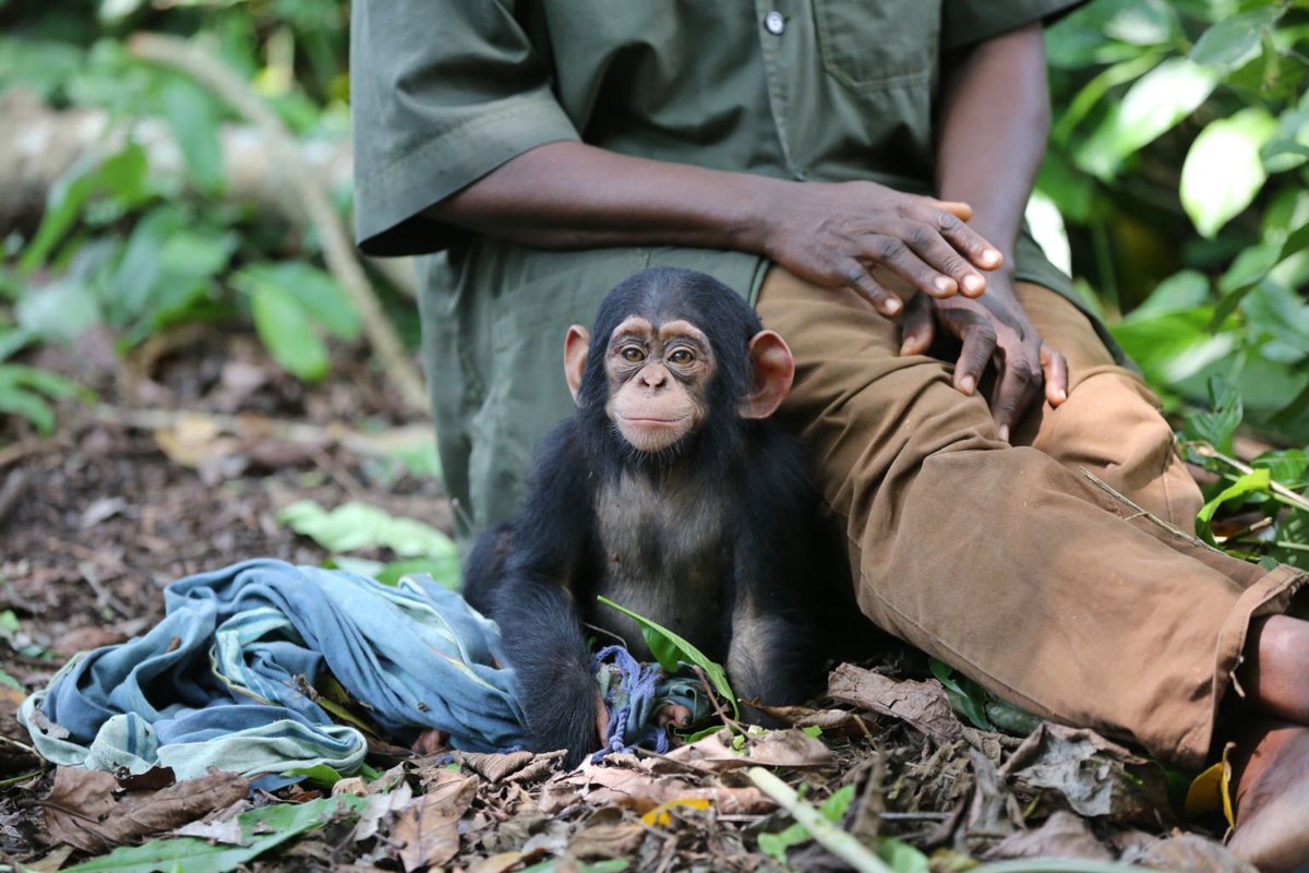 _AnimalAdvocate's tweet photo. Today is the first First #WorldChimpanzeeDay 🐒💕
If we don't act there might not be many more!💔

Endangered for so many reasons, we are the reason for every one🤔

We need to @Protect_Wldlife &amp; put #CompassionOverCruelty❤️
https://t.co/470VKTmV4s

Follow @JaneGoodallInst🐒💕 https://t.co/Vi7zgfPL69