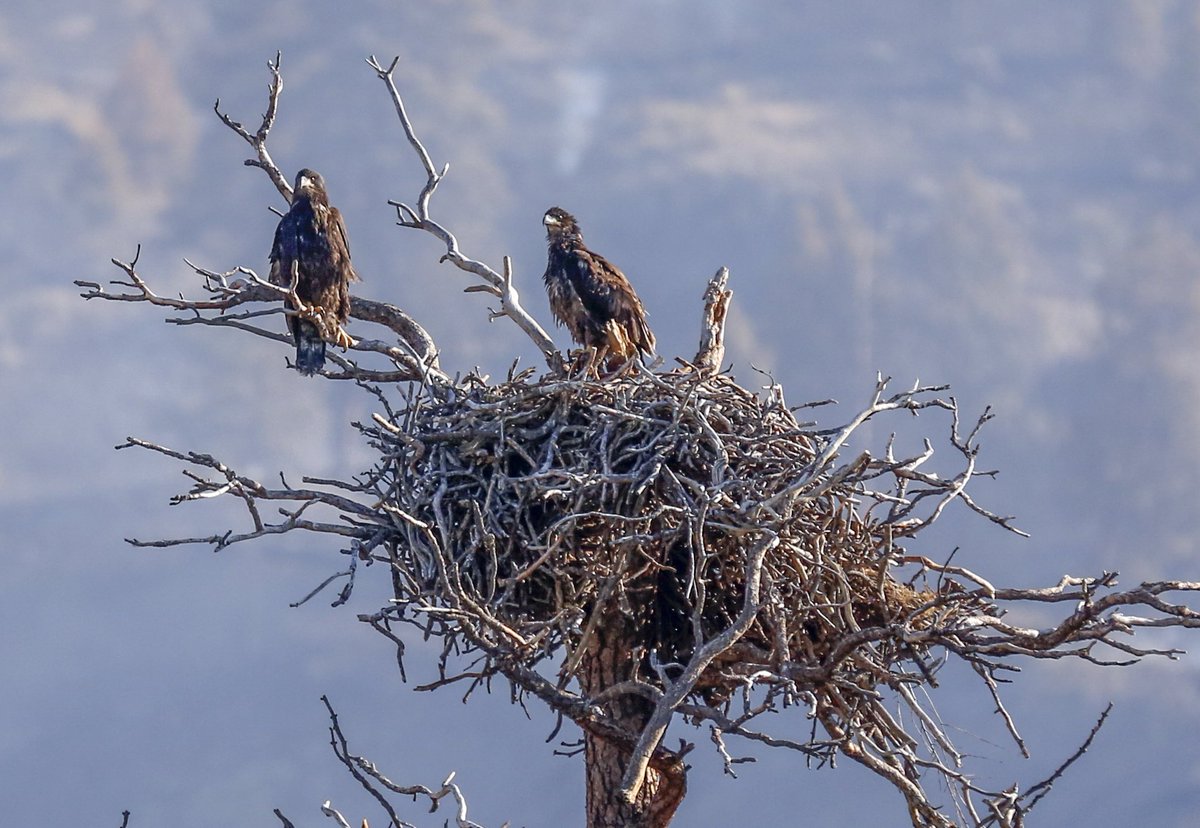 ADouglasPhotos's tweet photo. If you've been following the Eagle saga, mom &amp; dad have rejoined the youngsters now dubbed Kami &amp; Loops at the nest. Dad stands guard on a hydro pole close by. Mom spent some time this morning reassuring the little ones. Their life will go back to wild normal for now #Kamloops https://t.co/Fz17YIdazd